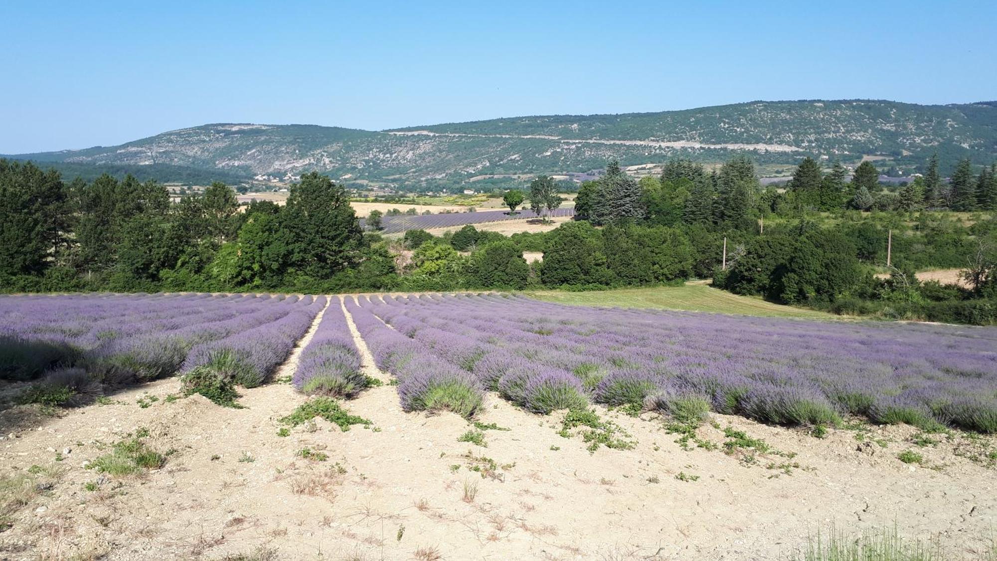 Le Grain De Lavande - Mont Ventoux Sault-de-Vaucluse Εξωτερικό φωτογραφία
